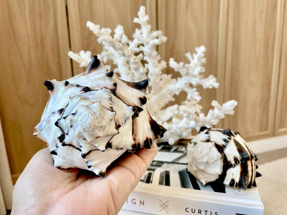 Black Murex Seashell *All Sizes* Coastal Home Décor Conch Shell