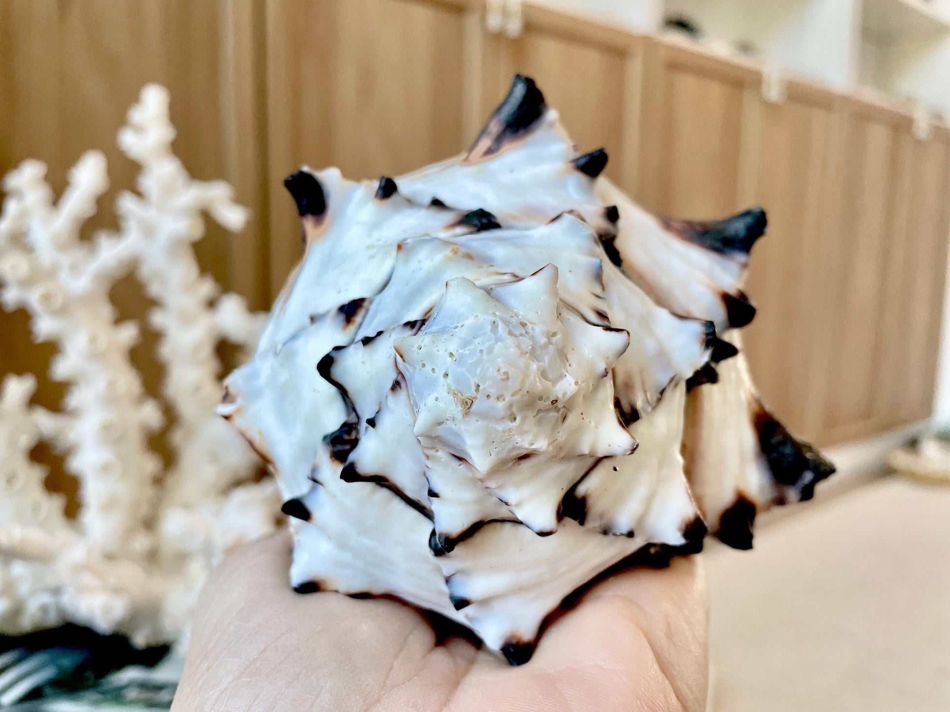 Black Murex Seashell *All Sizes* Coastal Home Décor Conch Shell