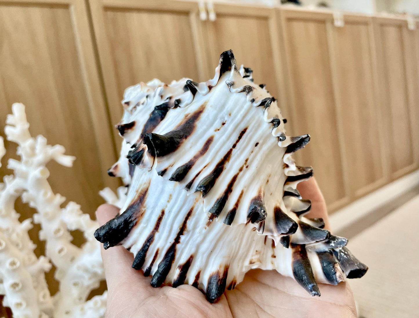 Black Murex Seashell *All Sizes* Coastal Home Décor Conch Shell