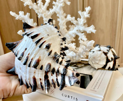 Black Murex Seashell *All Sizes* Coastal Home Décor Conch Shell