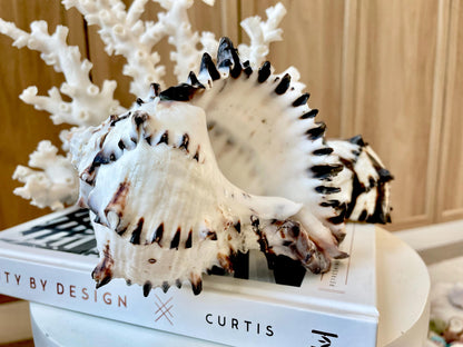 Black Murex Seashell *All Sizes* Coastal Home Décor Conch Shell