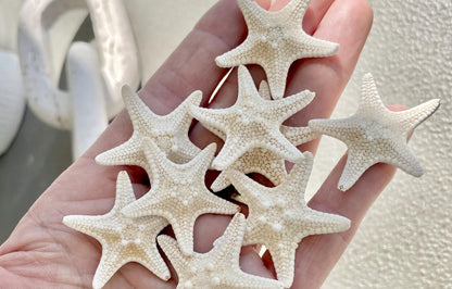 Knobby Starfish 1-10" *You Choose Size* Off White/Tan Crafts & Coastal Décor