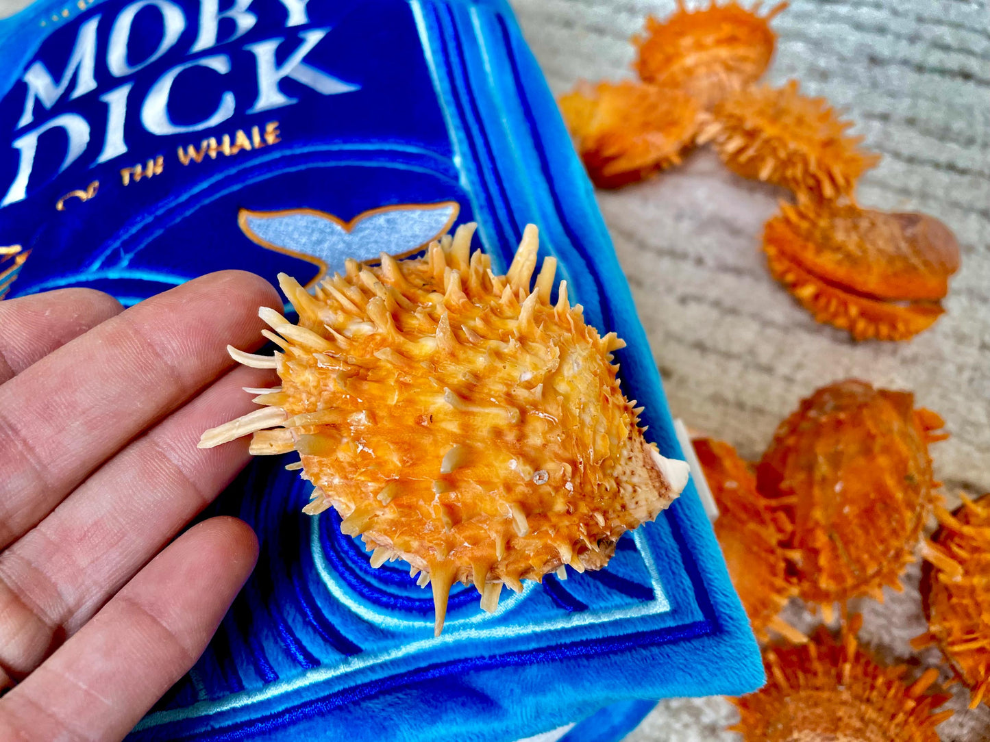 Orange Spiny Oyster Pair Shell 2.5-3" Display, Craft Seashells