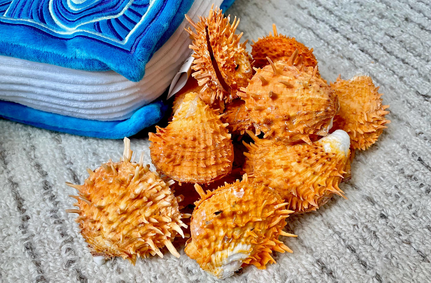 Orange Spiny Oyster Pair Shell 2.5-3" Display, Craft Seashells