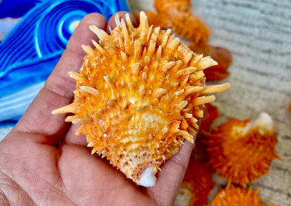 Orange Spiny Oyster Pair Shell 2.5-3" Display, Craft Seashells