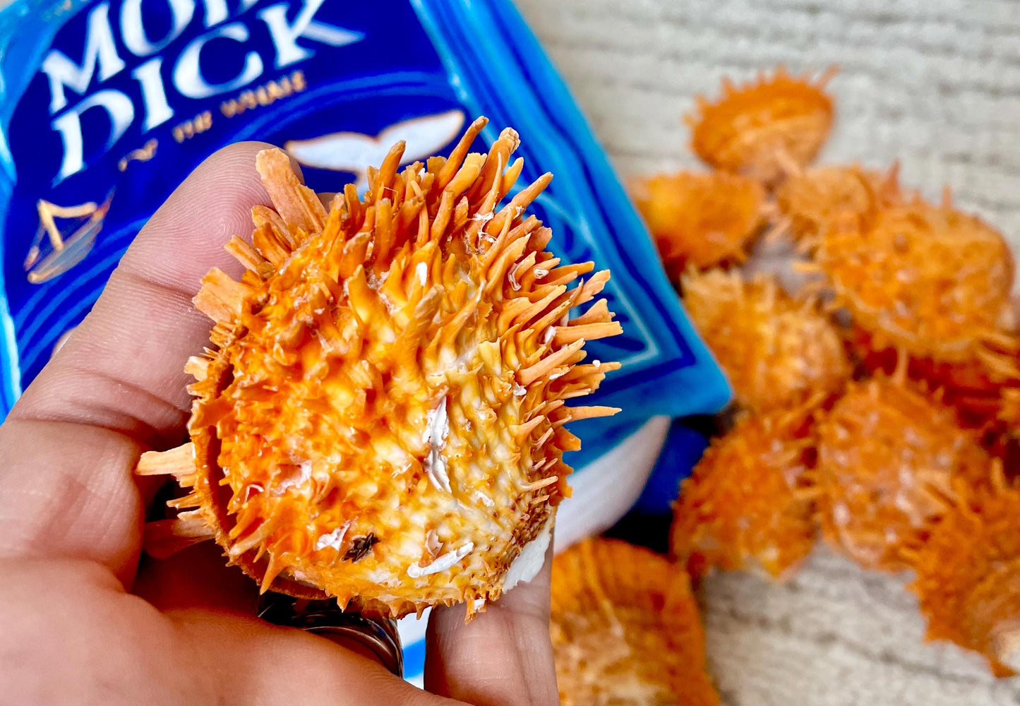 Orange Spiny Oyster Pair Shell 2.5-3" Display, Craft Seashells