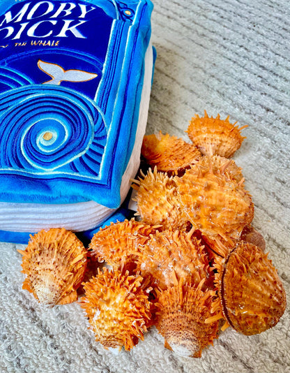 Orange Spiny Oyster Pair Shell 2.5-3" Display, Craft Seashells