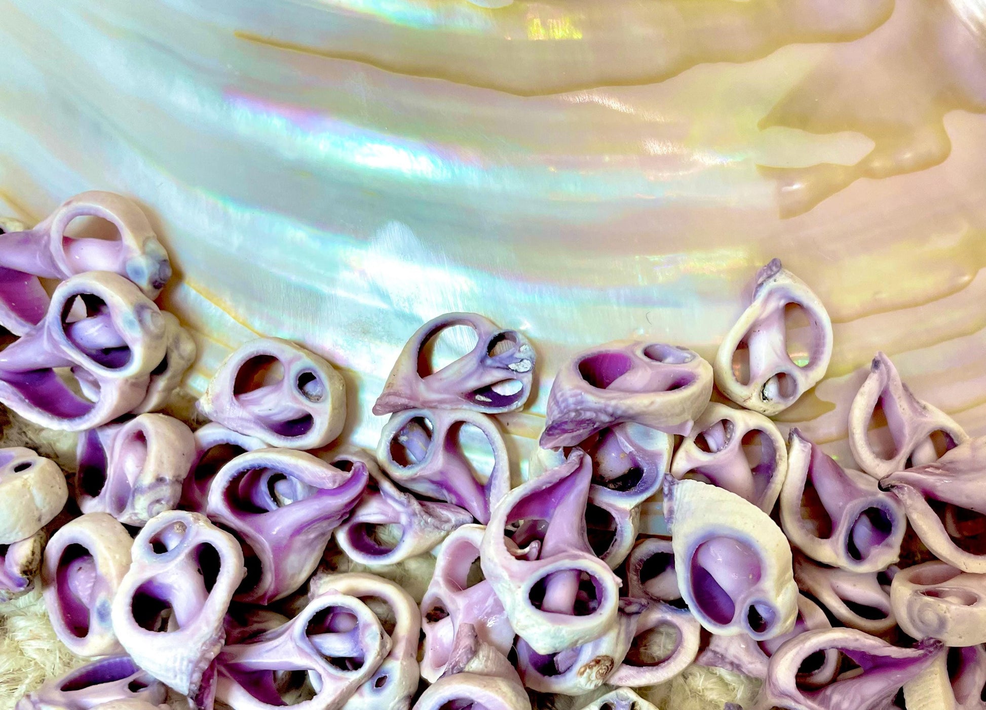 Sliced Cebu Shells, 100 Pack, Up to 3/4", Purple Violet Craft Seashells