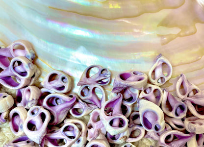 Sliced Cebu Shells, 100 Pack, Up to 3/4", Purple Violet Craft Seashells