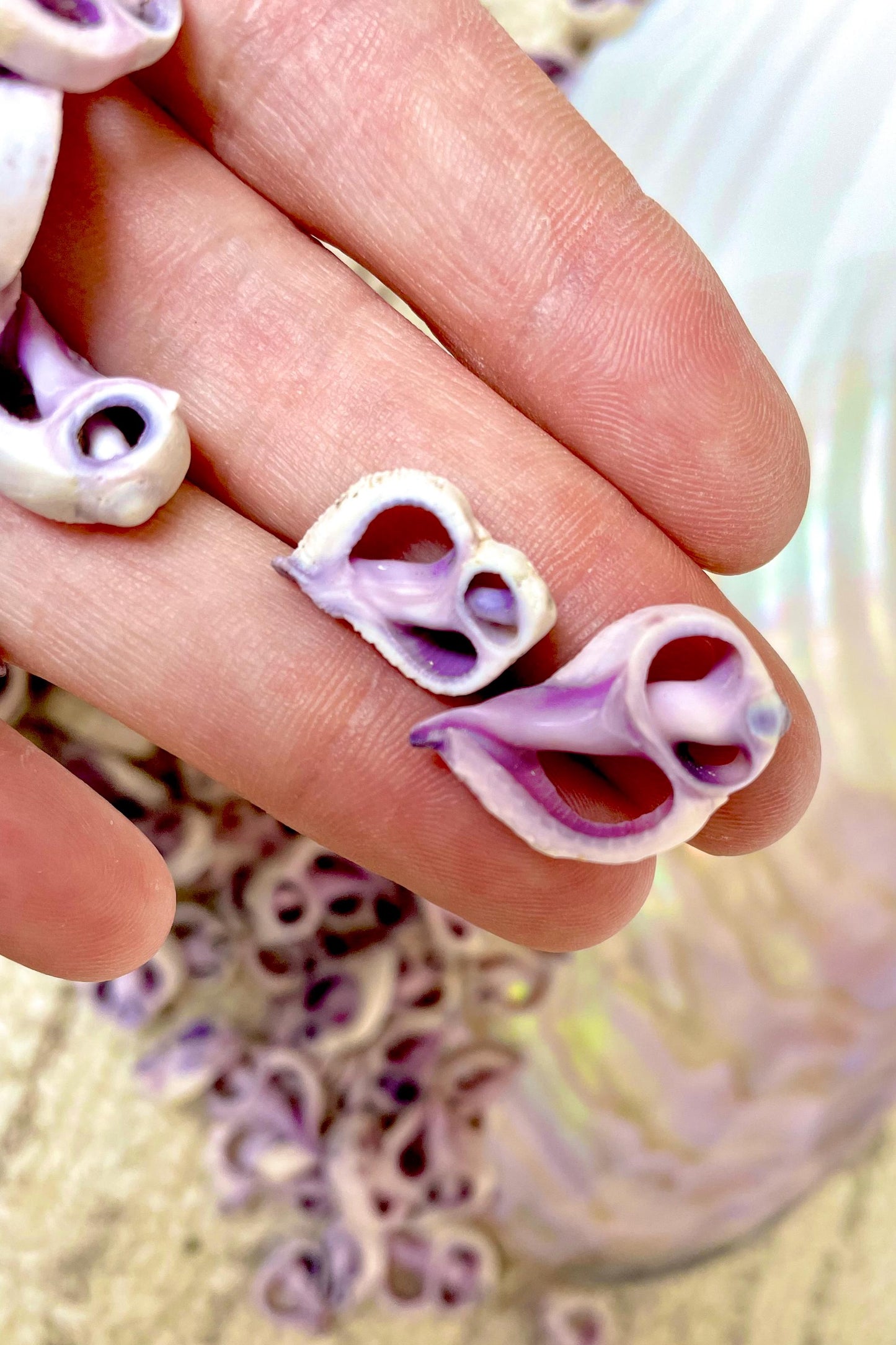 Sliced Cebu Shells, 100 Pack, Up to 3/4", Purple Violet Craft Seashells