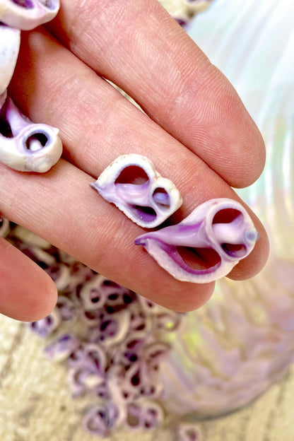 Sliced Cebu Shells, 100 Pack, Up to 3/4", Purple Violet Craft Seashells