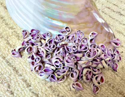 Sliced Cebu Shells, 100 Pack, Up to 3/4", Purple Violet Craft Seashells