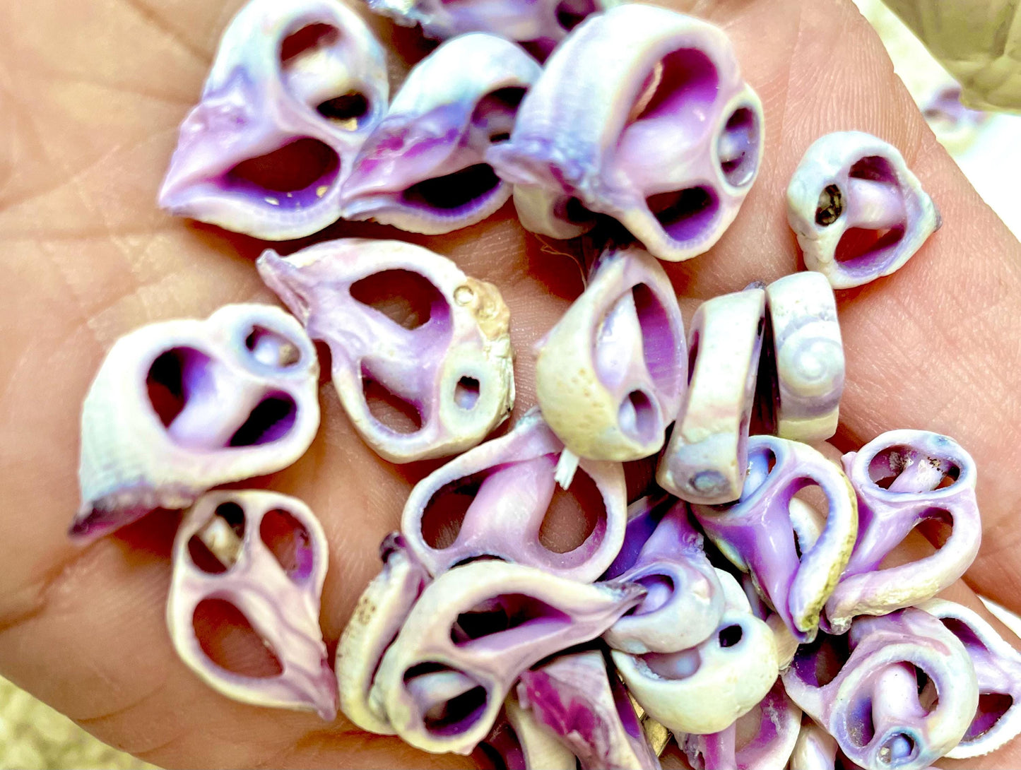 Sliced Cebu Shells, 100 Pack, Up to 3/4", Purple Violet Craft Seashells