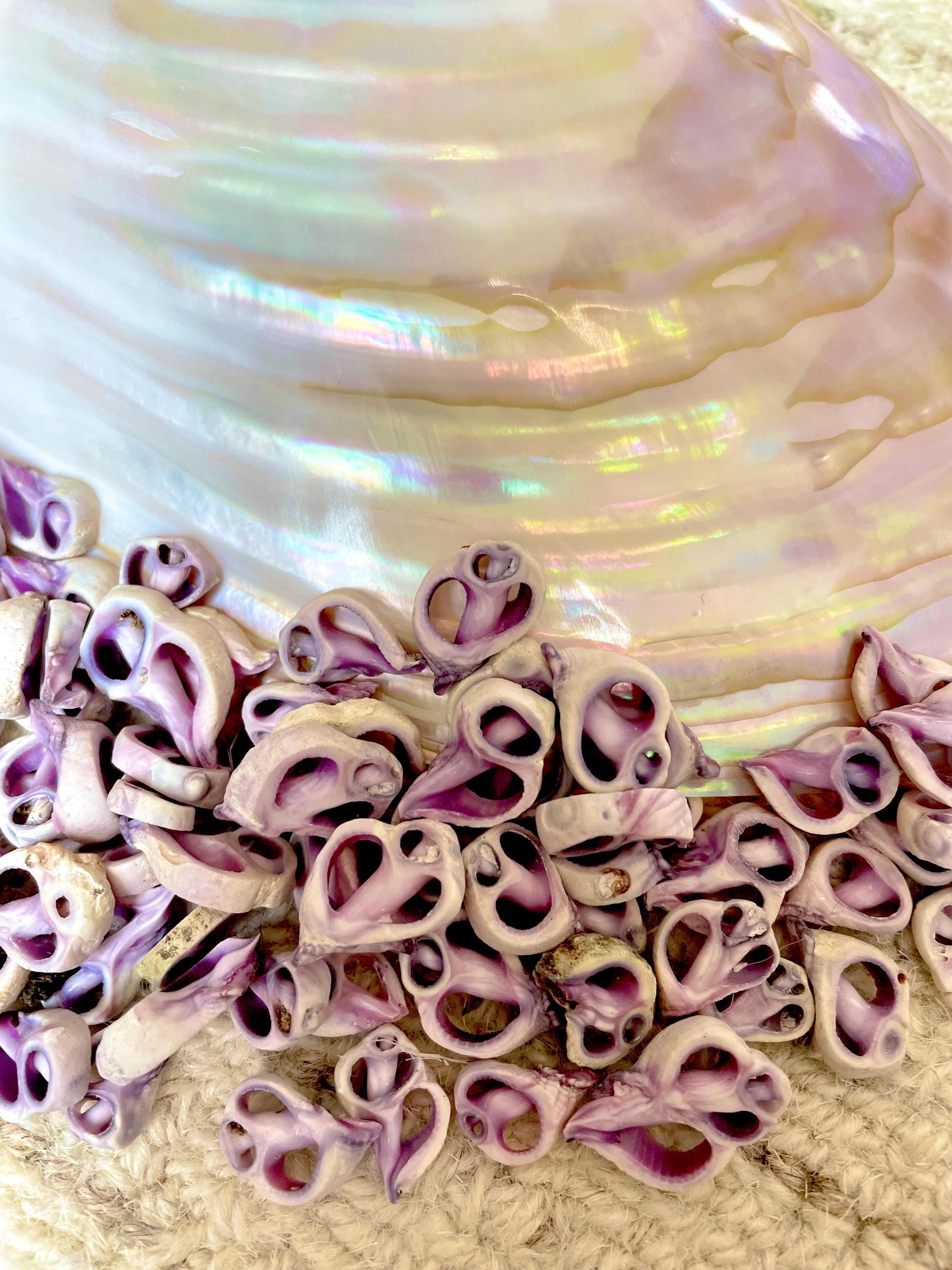 Sliced Cebu Shells, 100 Pack, Up to 3/4", Purple Violet Craft Seashells