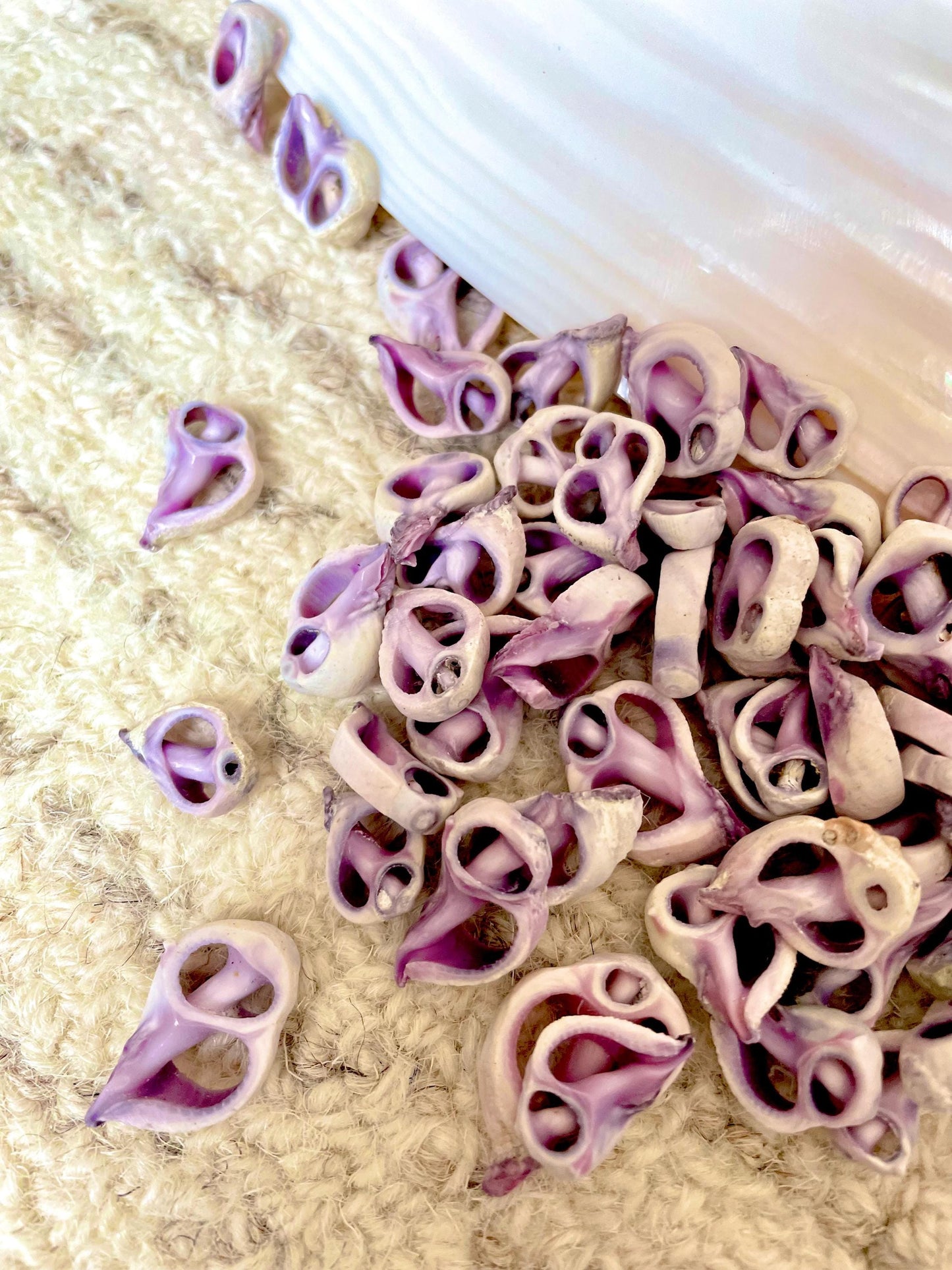 Sliced Cebu Shells, 100 Pack, Up to 3/4", Purple Violet Craft Seashells
