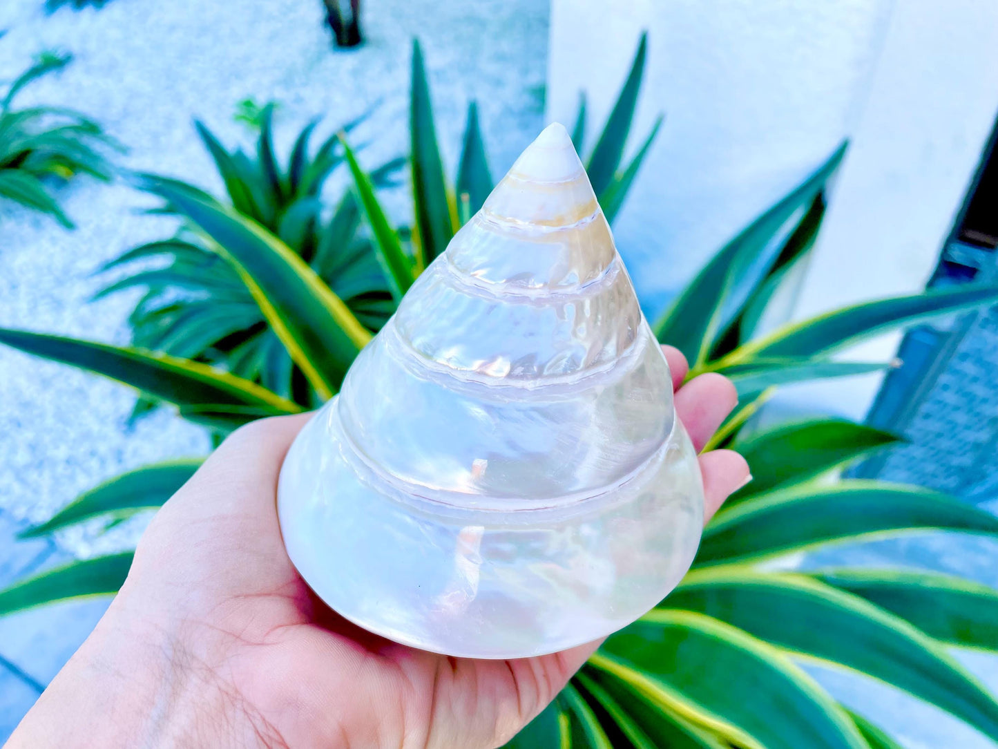 PEARLED TROCHUS SHELLS *All Sizes* Natural Iridescent Display Pyramid Top Seashells