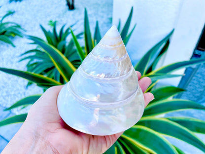 PEARLED TROCHUS SHELLS *All Sizes* Natural Iridescent Display Pyramid Top Seashells