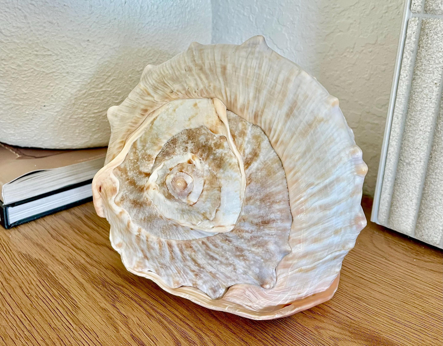 QUEEN HELMET SHELLS *All Sizes* Natural Peach Brown Display Seashells Décor