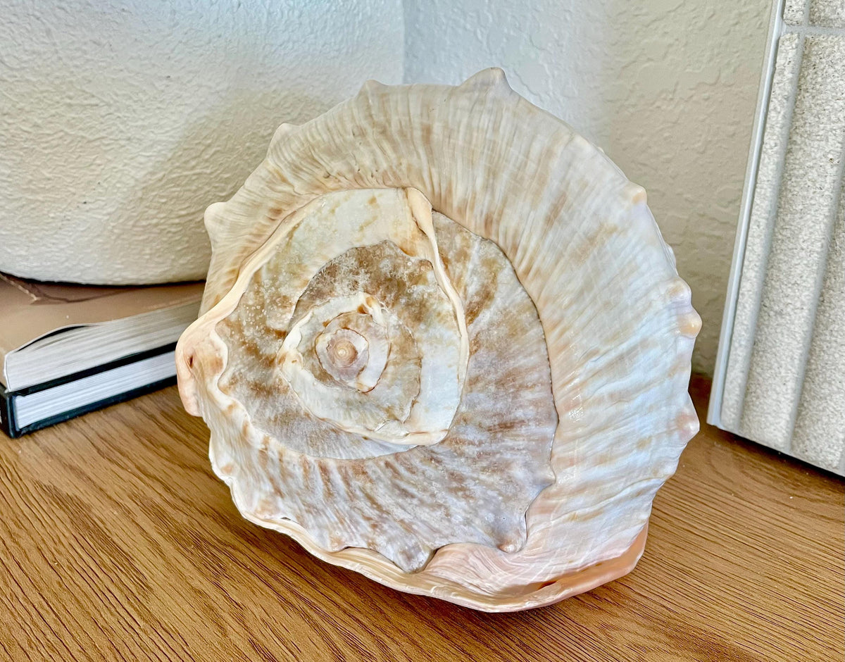 QUEEN HELMET SHELLS *All Sizes* Natural Peach Brown Display Seashells Décor