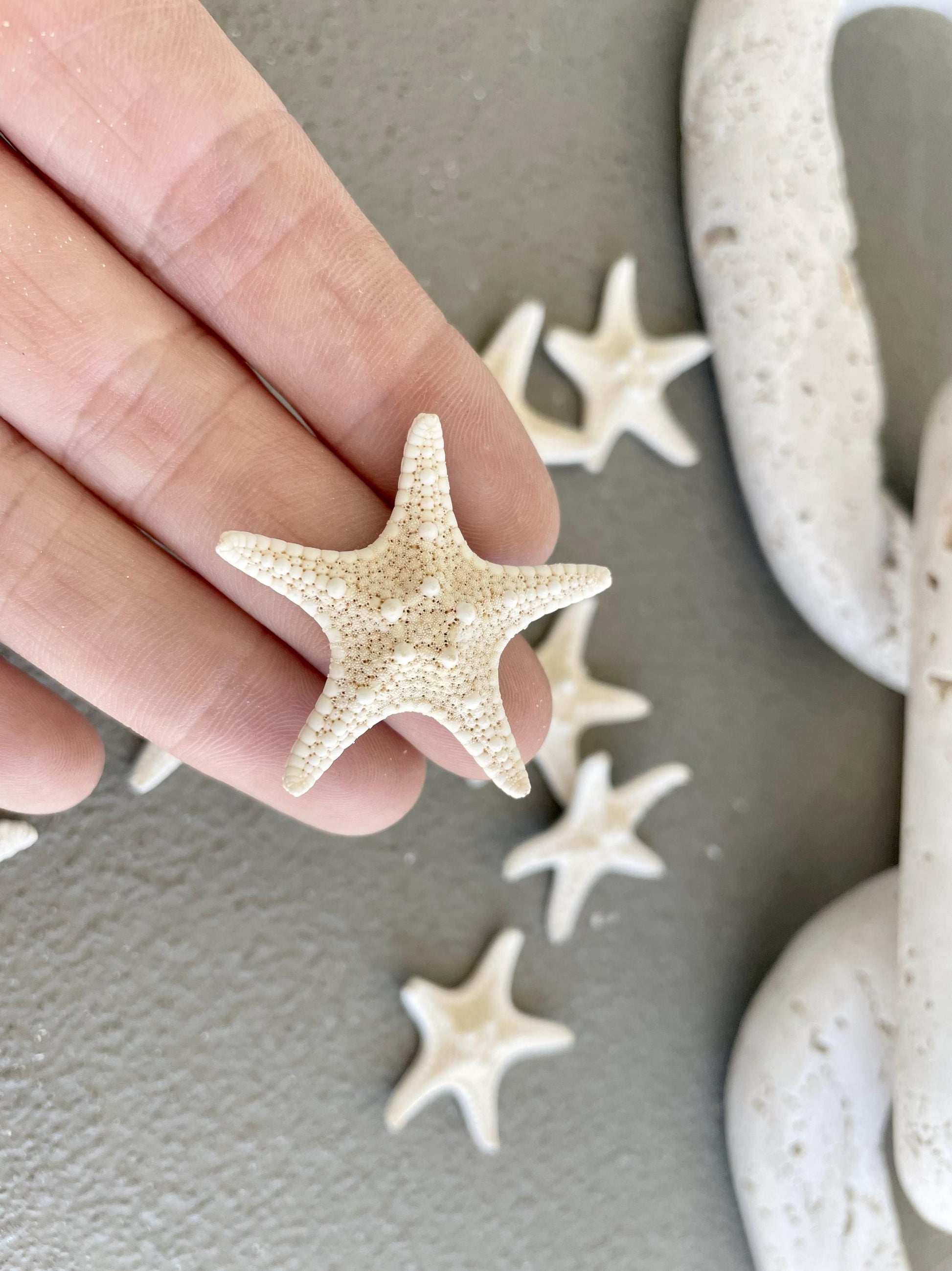 Knobby Starfish 1-10" *You Choose Size* Off White/Tan Crafts & Coastal Décor