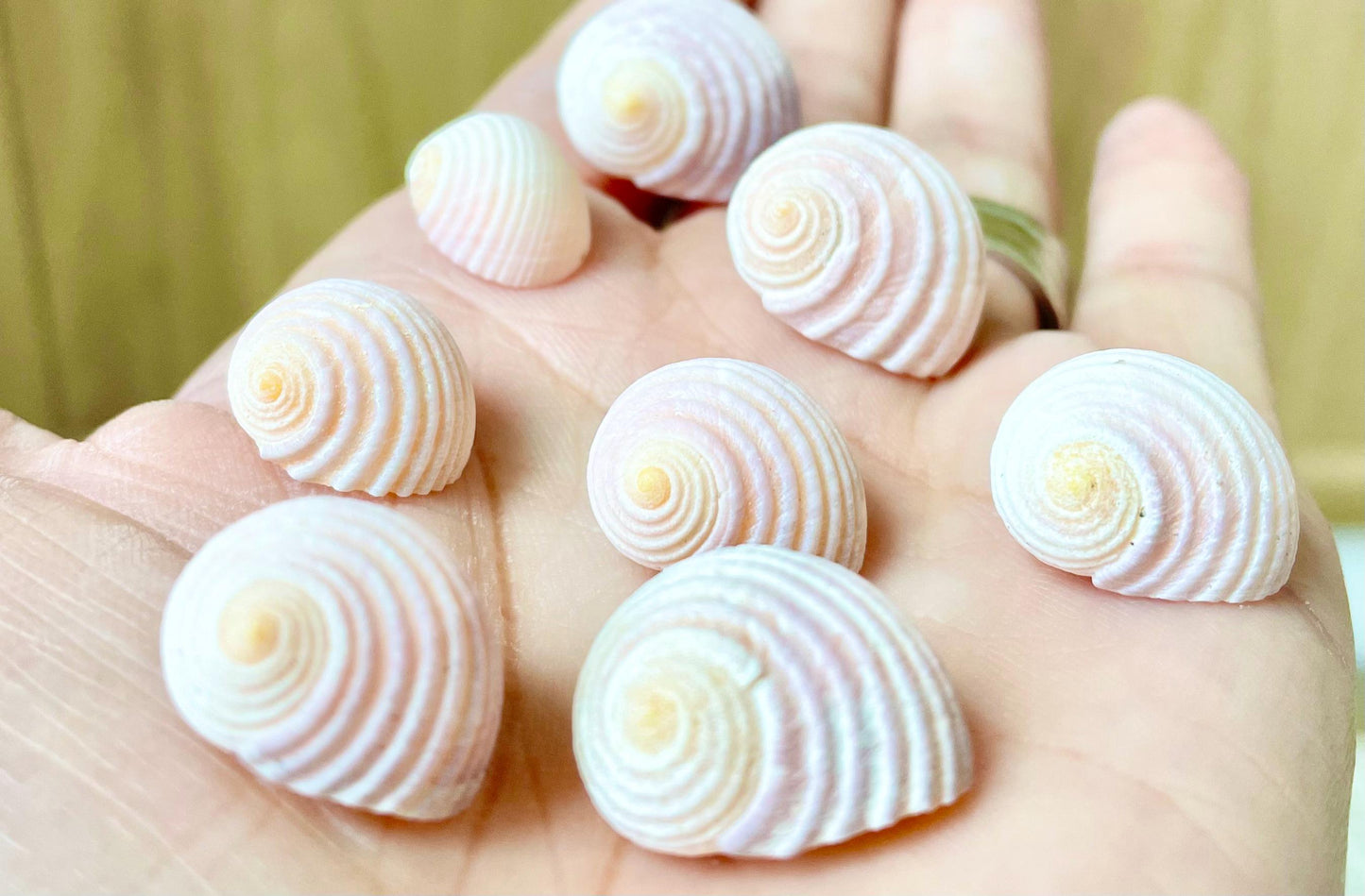 Pleated Nerite Shells 1/2"-3/4" *You Choose Quantity* Small Pink Ribbed Craft Seashells