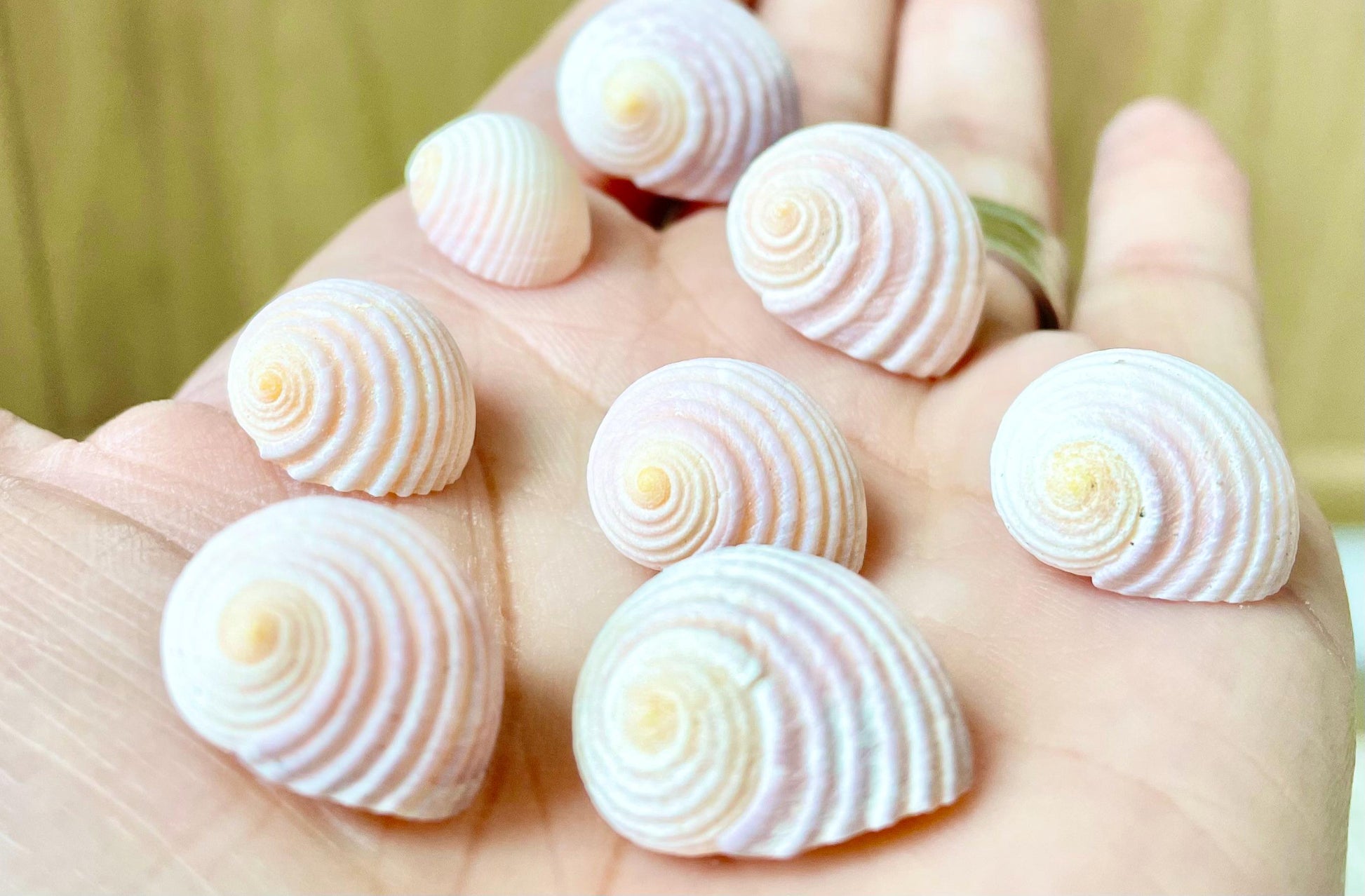 Pleated Nerite Shells 1/2"-3/4" *You Choose Quantity* Small Pink Ribbed Craft Seashells