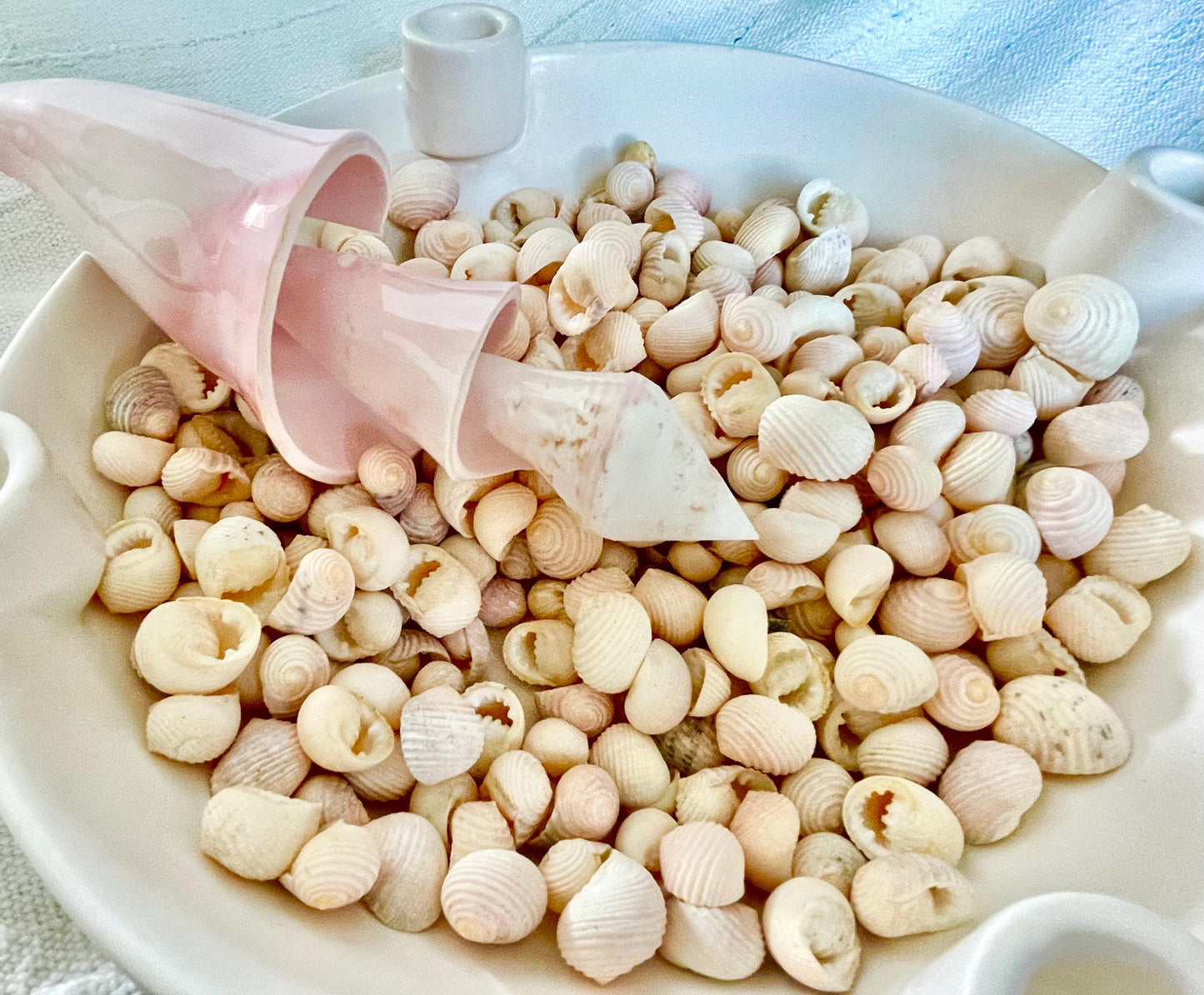 Pleated Nerite Shells 1/2"-3/4" *You Choose Quantity* Small Pink Ribbed Craft Seashells