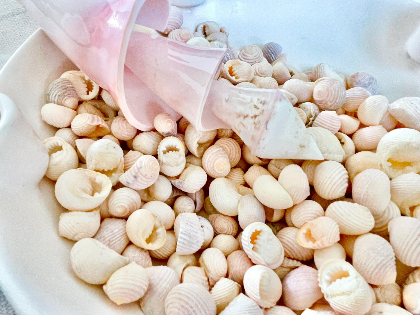 Pleated Nerite Shells 1/2"-3/4" *You Choose Quantity* Small Pink Ribbed Craft Seashells