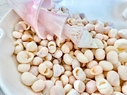 Pleated Nerite Shells 1/2"-3/4" *You Choose Quantity* Small Pink Ribbed Craft Seashells