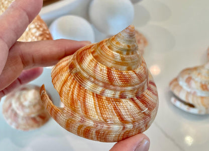 Emperors Slit Seashell 2.5-3" *Shell Of Your Choice* Mikadotrochus hirasei