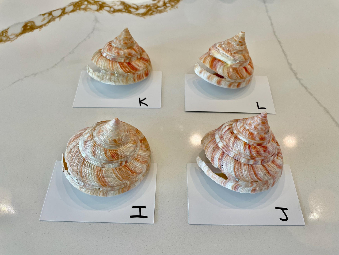 Emperors Slit Seashell 2.5-3" *Shell Of Your Choice* Mikadotrochus hirasei