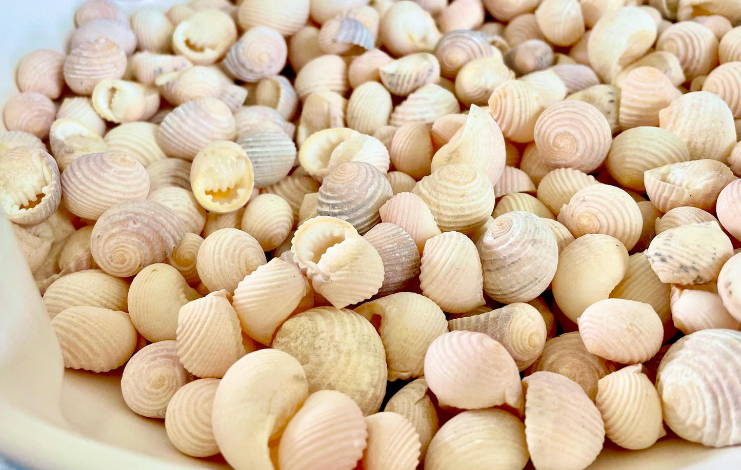 Pleated Nerite Shells 1/2"-3/4" *You Choose Quantity* Small Pink Ribbed Craft Seashells