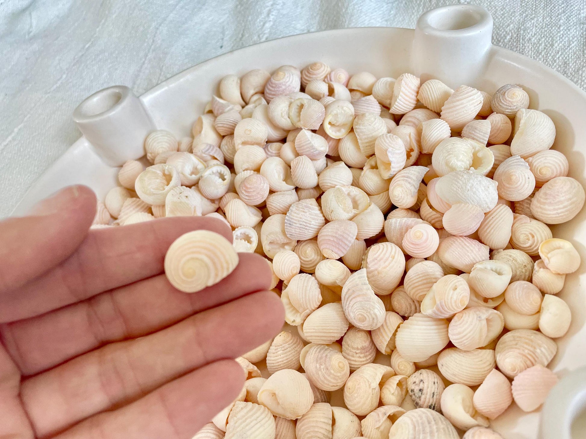 Pleated Nerite Shells 1/2"-3/4" *You Choose Quantity* Small Pink Ribbed Craft Seashells