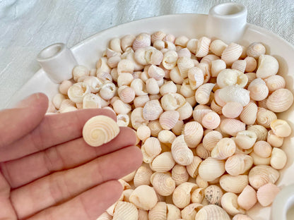 Pleated Nerite Shells 1/2"-3/4" *You Choose Quantity* Small Pink Ribbed Craft Seashells