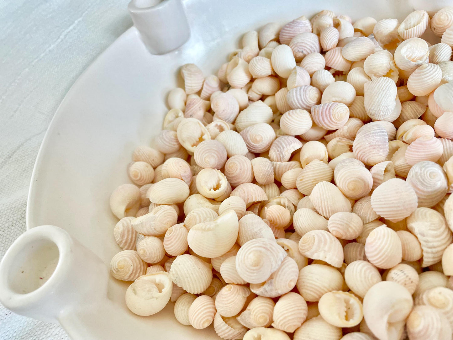 Pleated Nerite Shells 1/2"-3/4" *You Choose Quantity* Small Pink Ribbed Craft Seashells