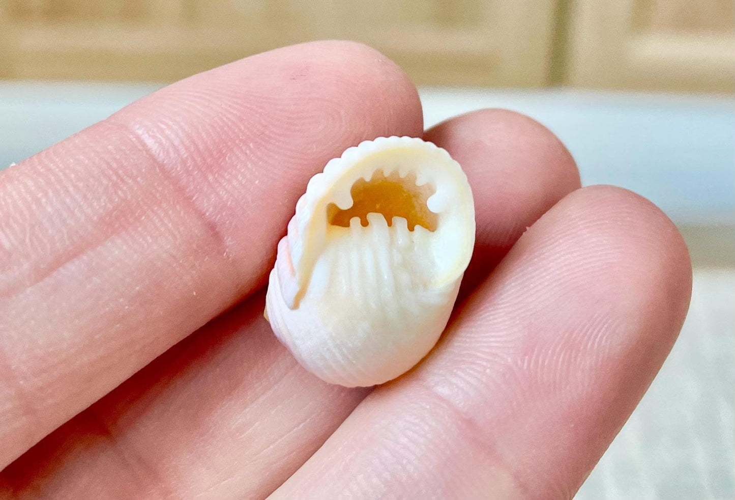 Pleated Nerite Shells 1/2"-3/4" *You Choose Quantity* Small Pink Ribbed Craft Seashells