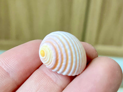 Pleated Nerite Shells 1/2"-3/4" *You Choose Quantity* Small Pink Ribbed Craft Seashells