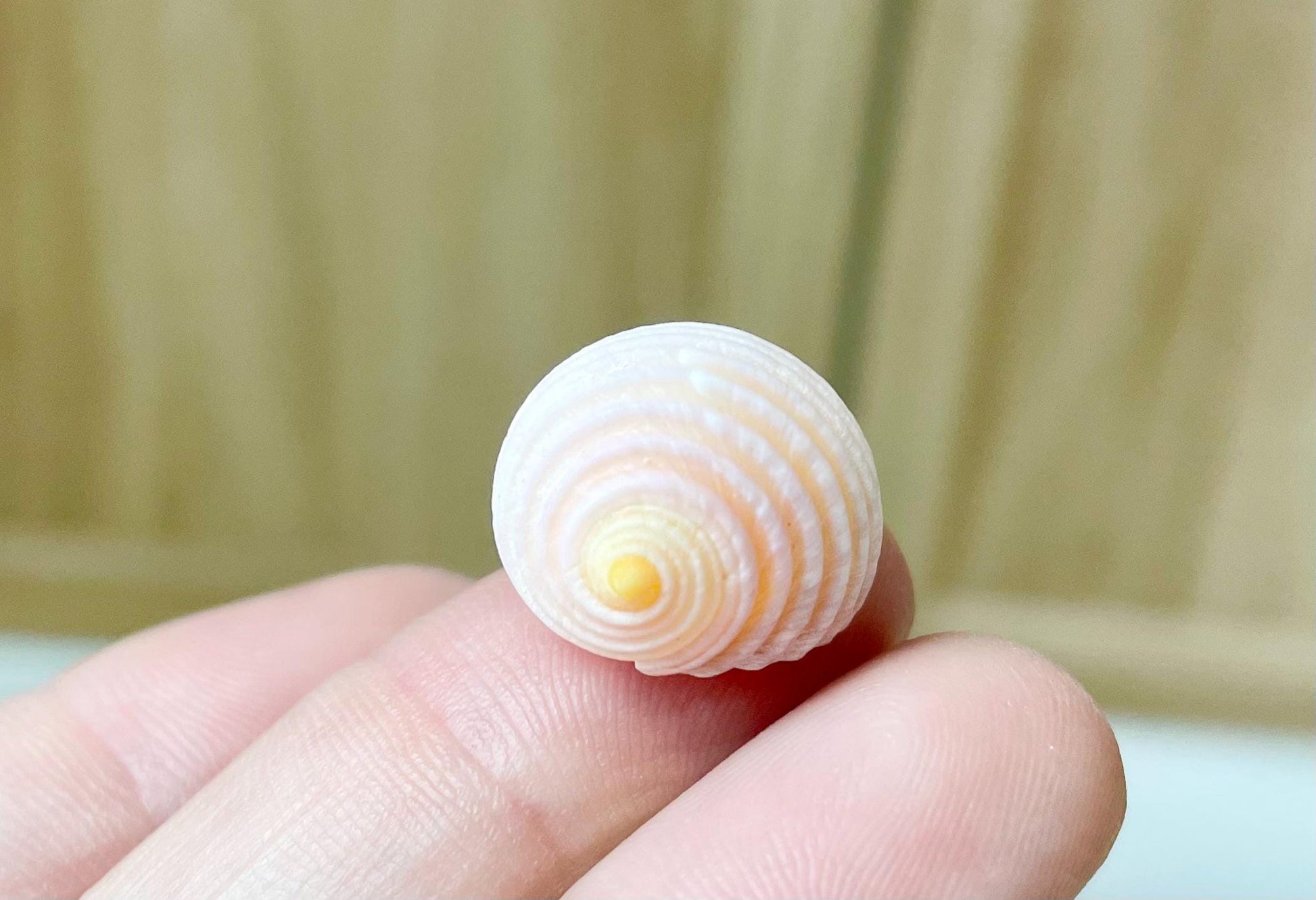 Pleated Nerite Shells 1/2"-3/4" *You Choose Quantity* Small Pink Ribbed Craft Seashells