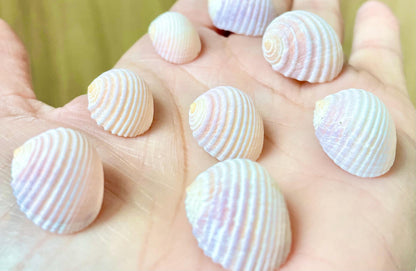 Pleated Nerite Shells 1/2"-3/4" *You Choose Quantity* Small Pink Ribbed Craft Seashells