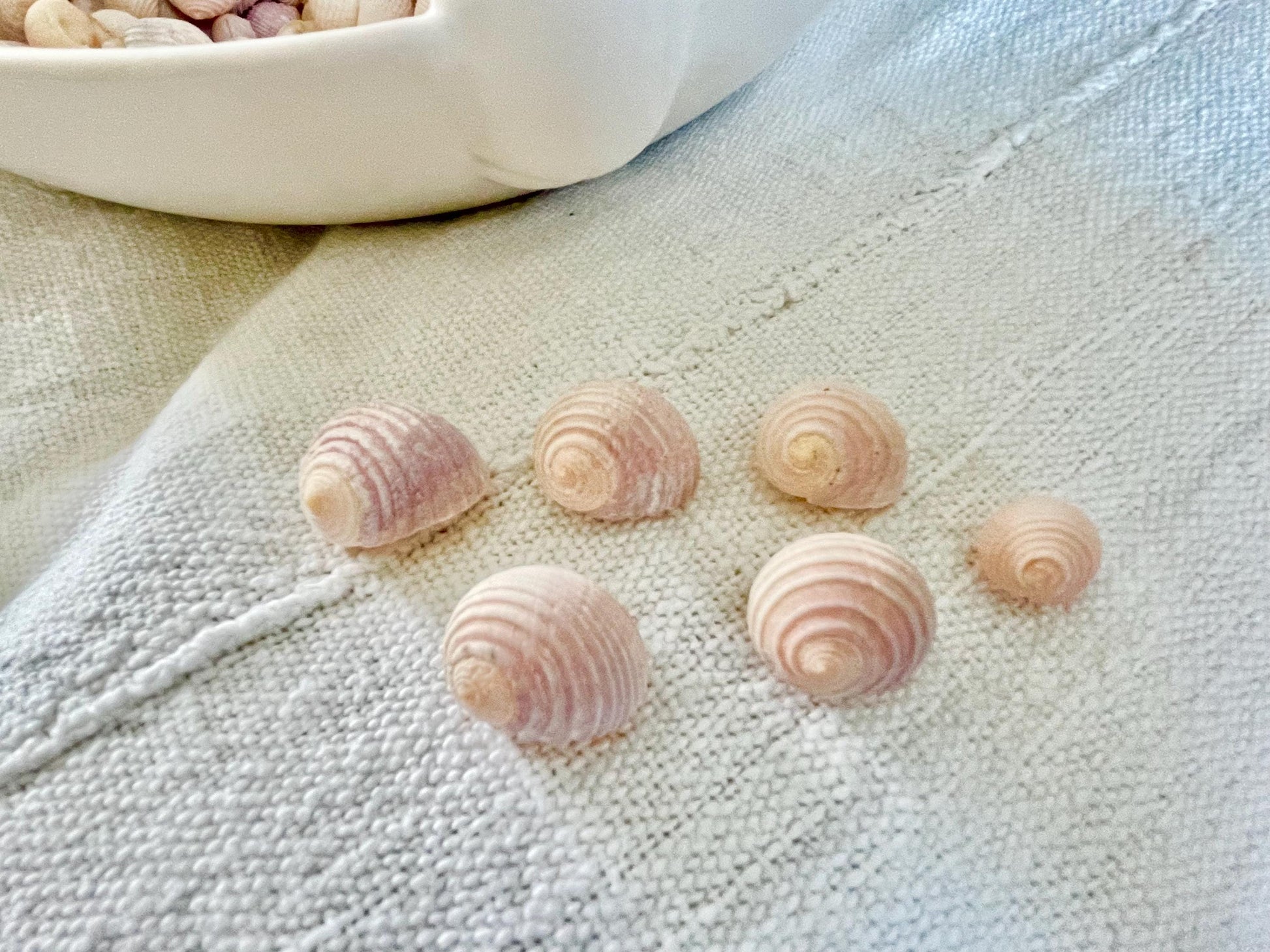 Pleated Nerite Shells 1/2"-3/4" *You Choose Quantity* Small Pink Ribbed Craft Seashells