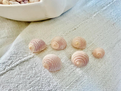Pleated Nerite Shells 1/2"-3/4" *You Choose Quantity* Small Pink Ribbed Craft Seashells