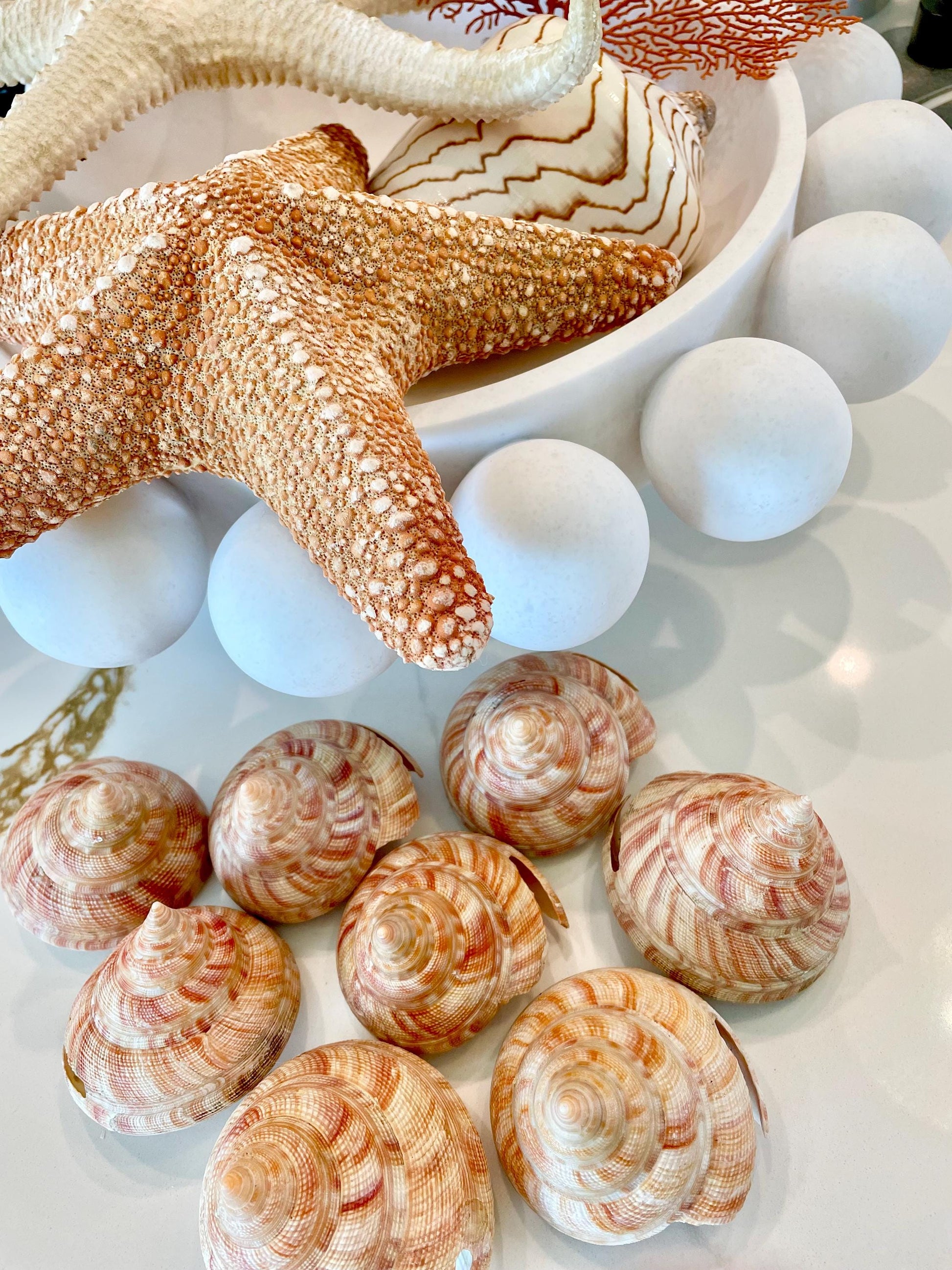 Emperors Slit Seashell 2.5-3" *Shell Of Your Choice* Mikadotrochus hirasei