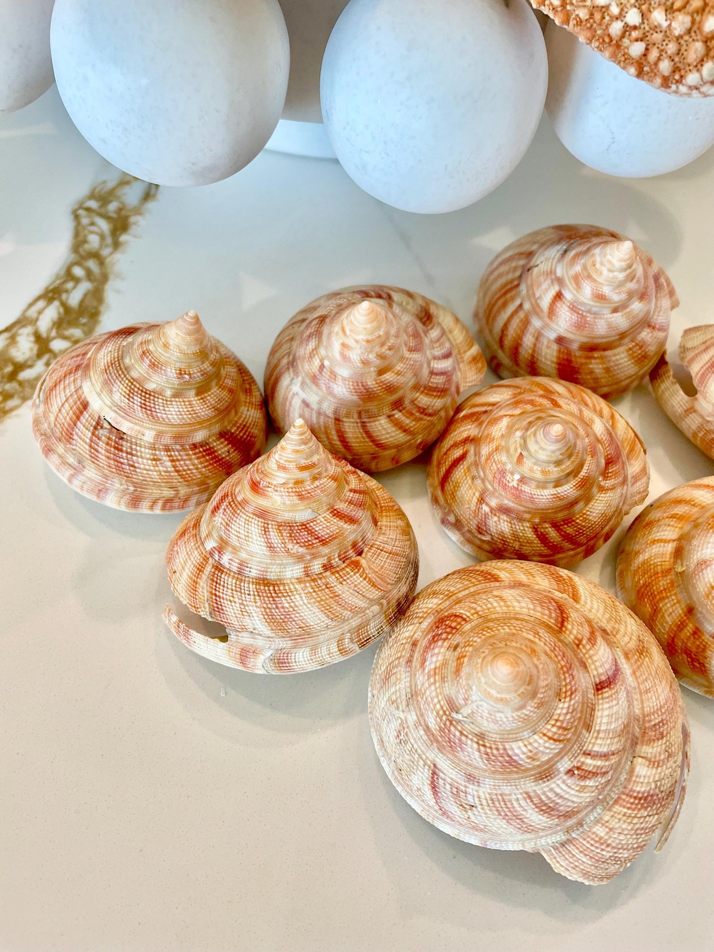 Emperors Slit Seashell 2.5-3" *Shell Of Your Choice* Mikadotrochus hirasei