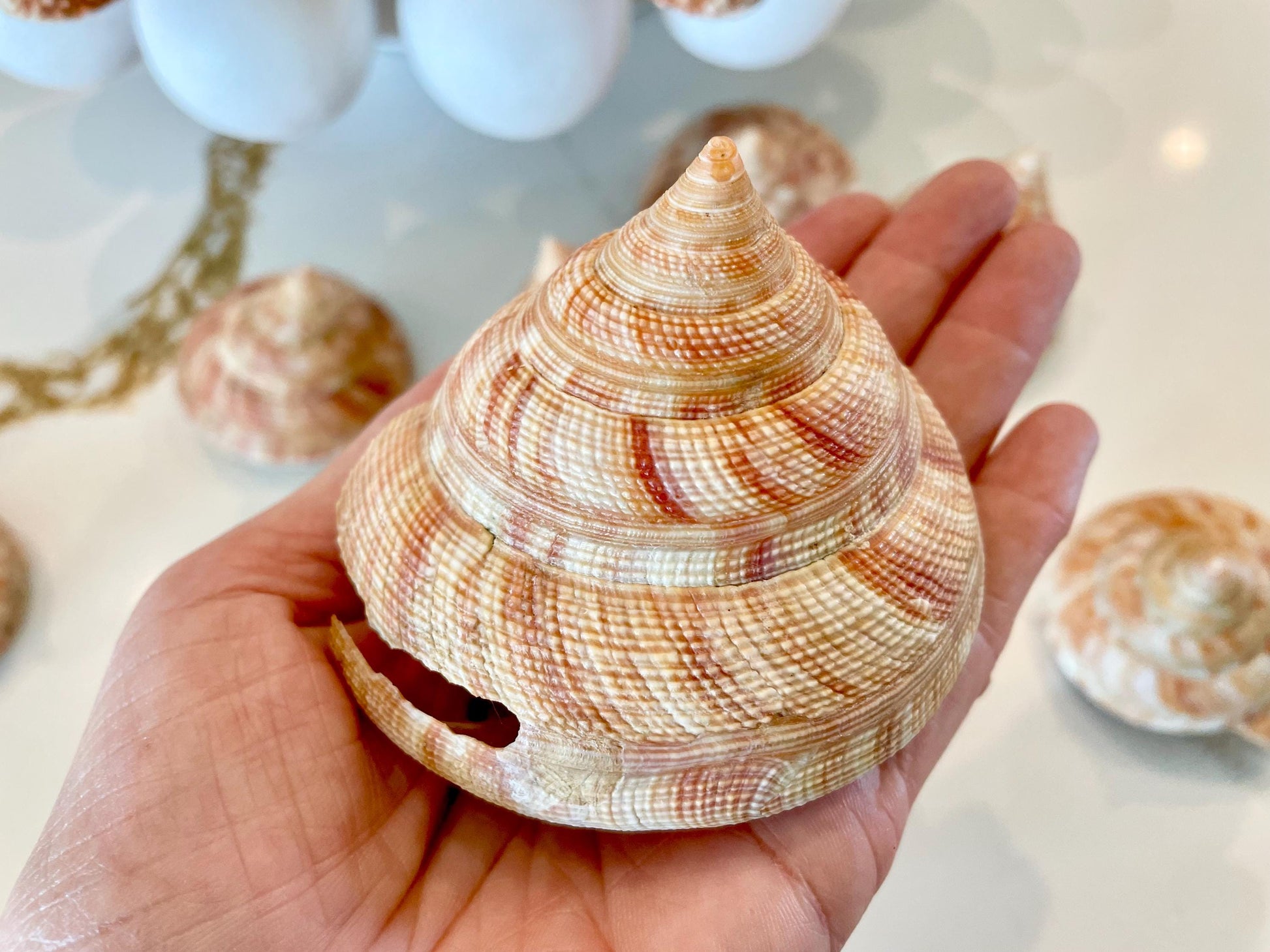 Emperors Slit Seashell 2.5-3" *Shell Of Your Choice* Mikadotrochus hirasei
