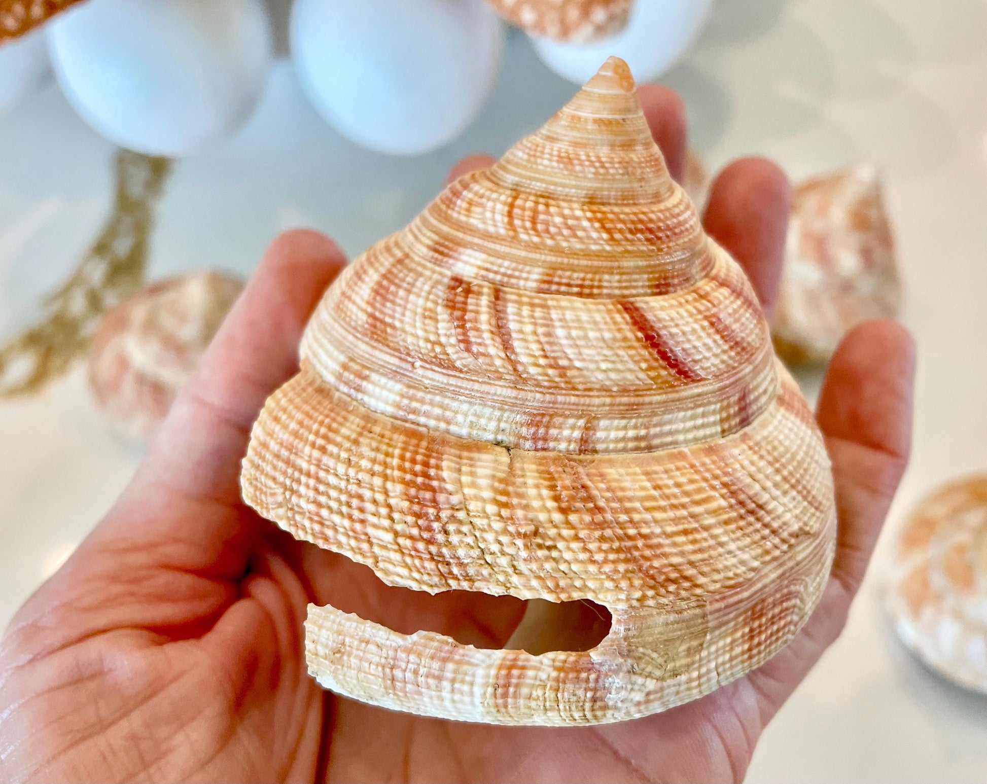 Emperors Slit Seashell 2.5-3" *Shell Of Your Choice* Mikadotrochus hirasei