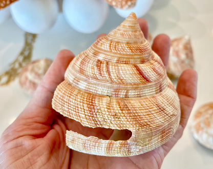 Emperors Slit Seashell 2.5-3" *Shell Of Your Choice* Mikadotrochus hirasei