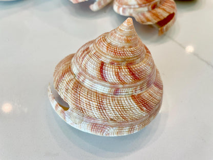Emperors Slit Seashell 2.5-3" *Shell Of Your Choice* Mikadotrochus hirasei