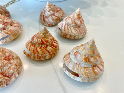 Emperors Slit Seashell 2.5-3" *Shell Of Your Choice* Mikadotrochus hirasei