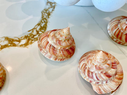 Emperors Slit Seashell 2.5-3" *Shell Of Your Choice* Mikadotrochus hirasei