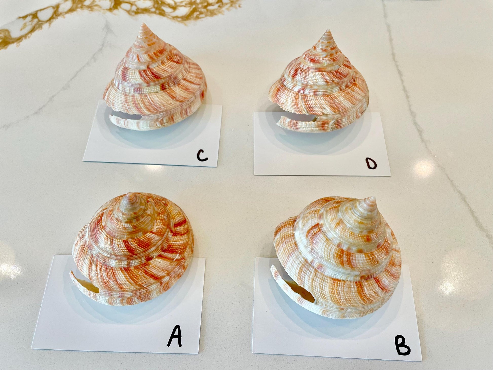 Emperors Slit Seashell 2.5-3" *Shell Of Your Choice* Mikadotrochus hirasei